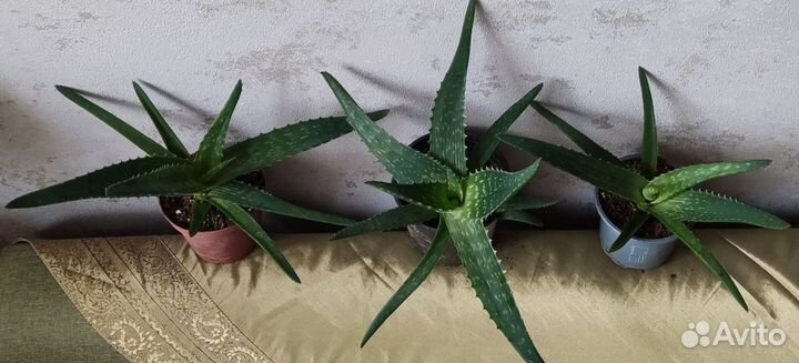 Алоэ столетник