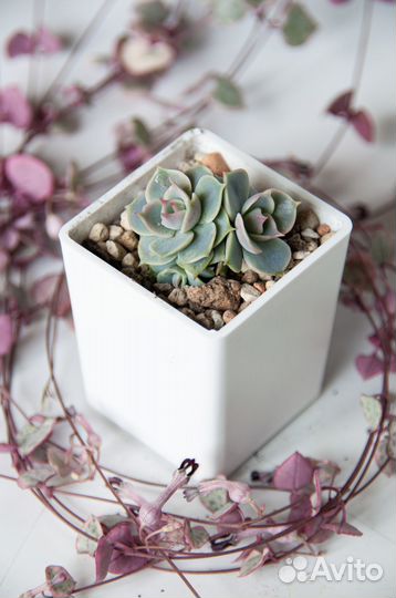 Суккуленты-2 эхеверии, граптоверии