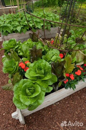 Рассада овощных, цветочных культур под заказ