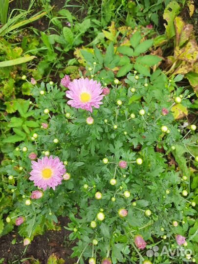 Хризантема