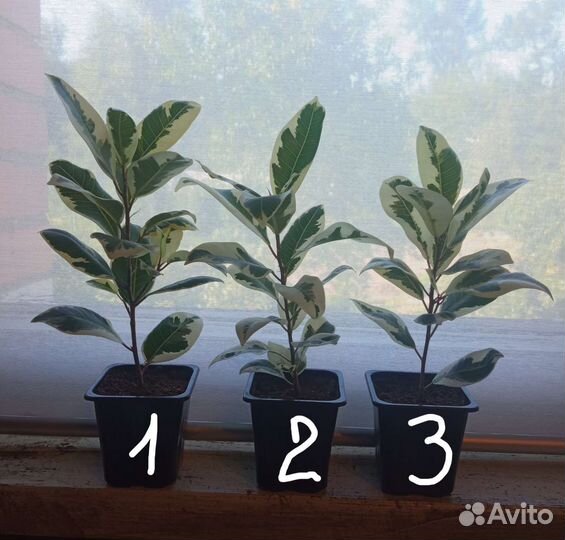 Фикус микрокарпа Альбомаргината