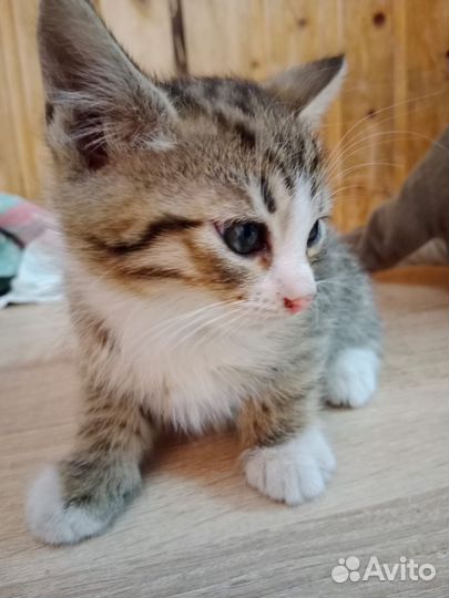 Котёнок