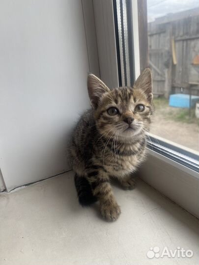 Котята бесплатно