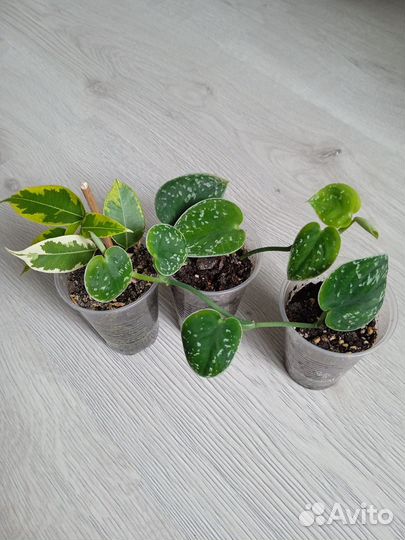 Сциндапсус пиктус аргиреус