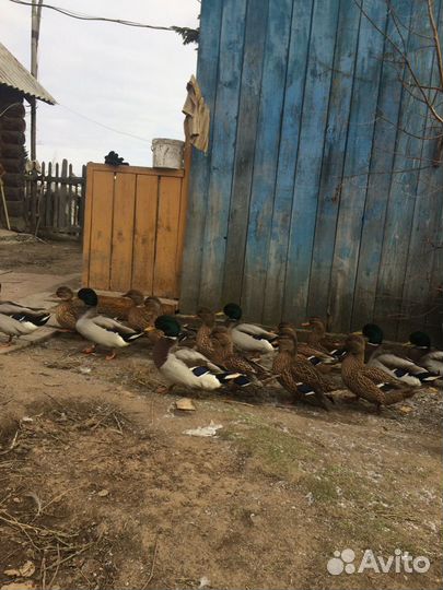 Селезни и утки подсадные