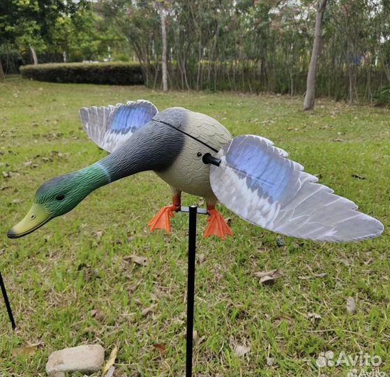 Чучело утки махокрыл