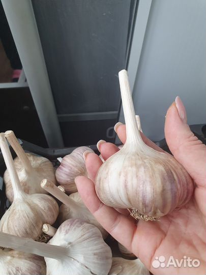 Чеснок зимний