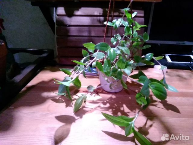 Традесканция зеленая/приречная купить в Москве | Товары для дома и дачи ...