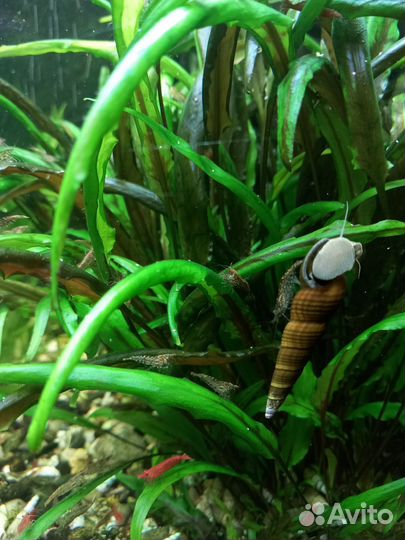 Аквариумные креветки