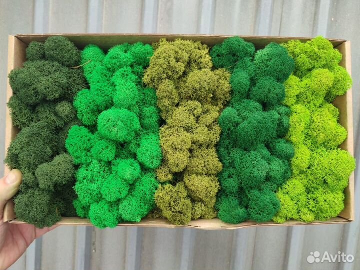 Стабилизированный мох, ягель, кочка, пласт, панно