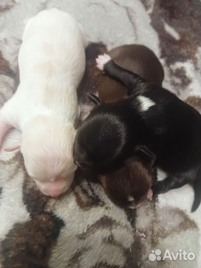 Щенки чихуахуа мини гладко шерстяные