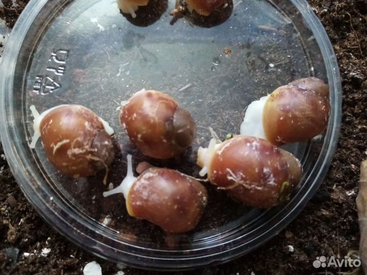 Кальцесмесь для улиток и сухопутных черепах