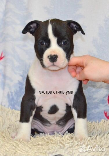 Малышня амстаффа