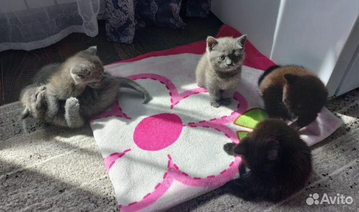 Шотландские котята