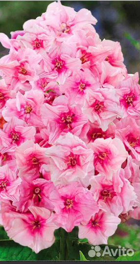 Флоксы саженцы