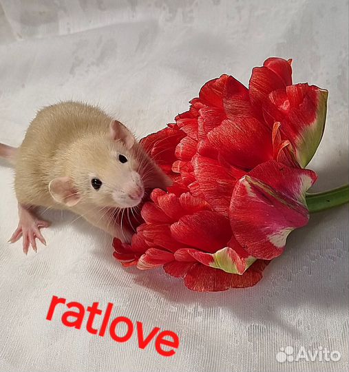 Крысята дамбо девочки
