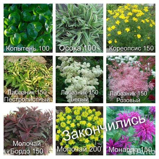Многолетние цветы для сада N1