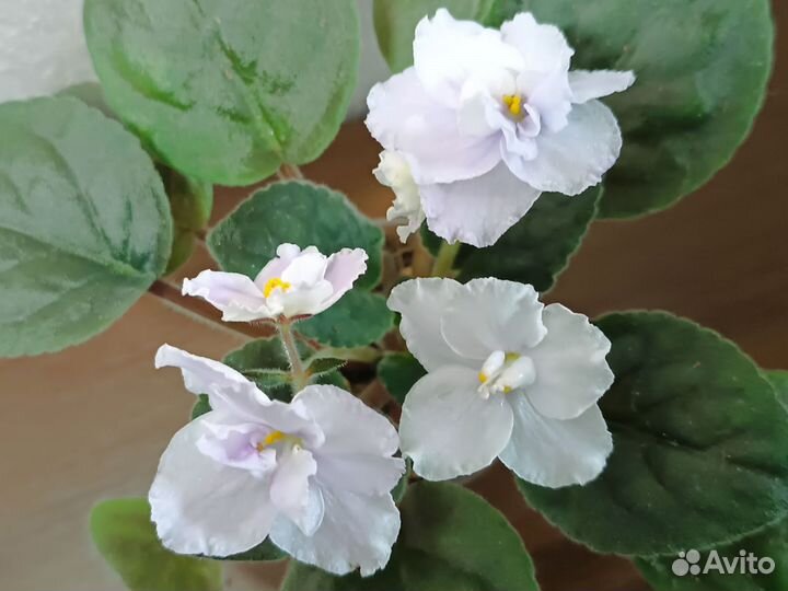 Цветущие фиалки