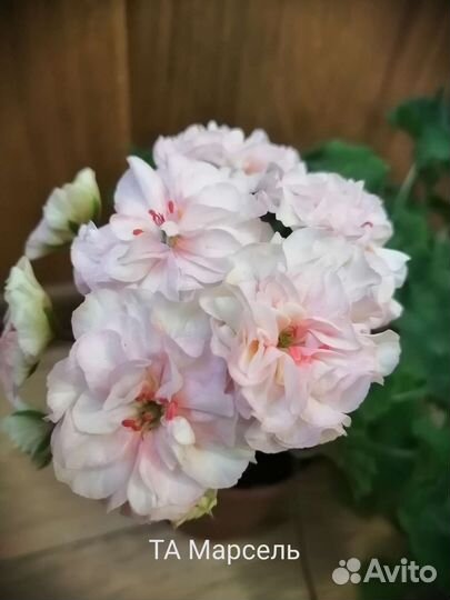 Пеларгонии сортовые