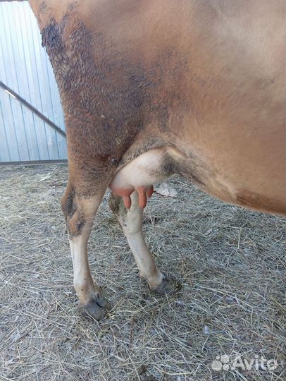 Корова дойная