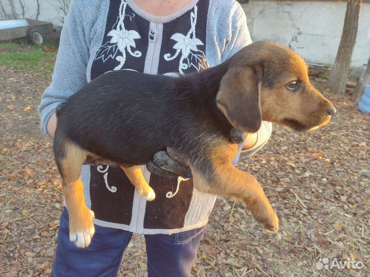 Эстонская гончая щенки