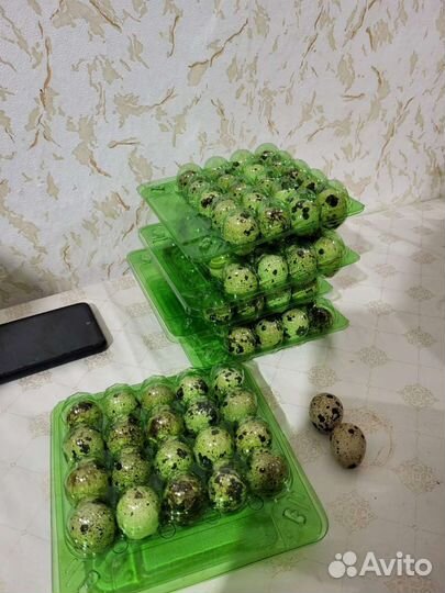 Перепела/перепелинные яйца инкубационные и пищевые