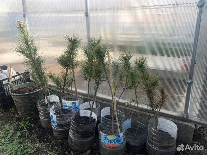 Продаю саженцы кедра