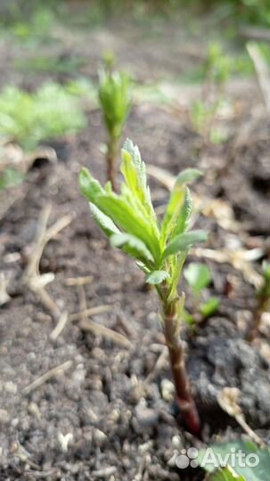 Ромашка канадская (гигантская осенняя ромашка)