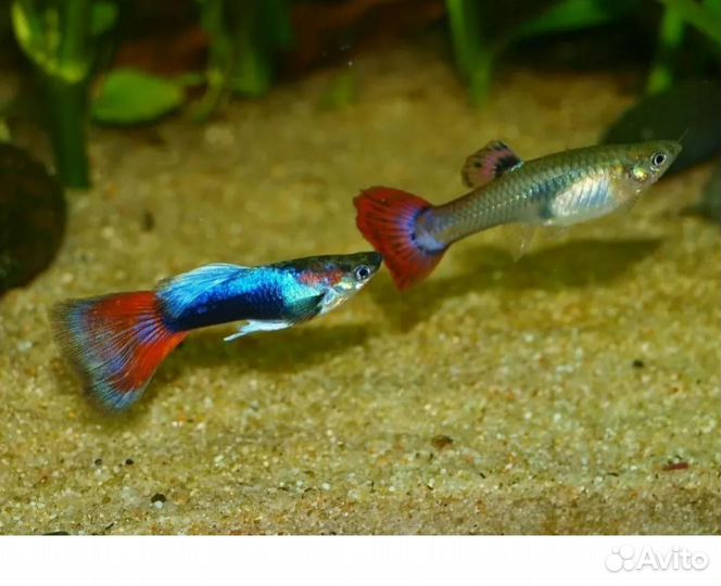 Аквариумные рыбки гуппи