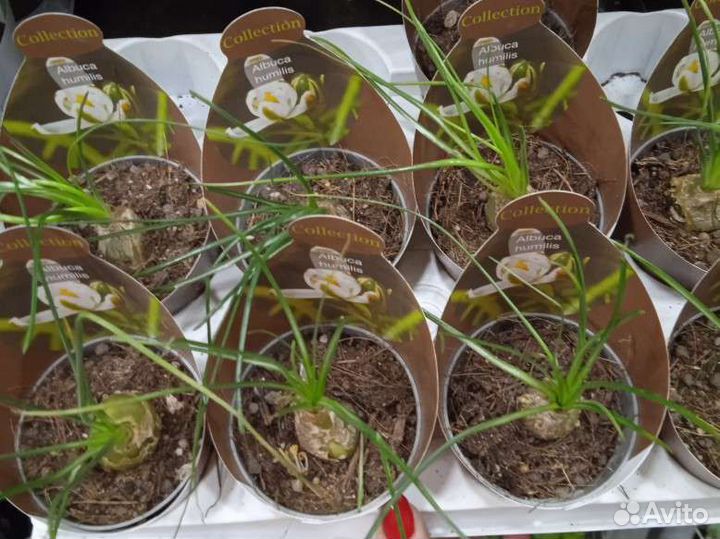 Кактусы и суккуленты