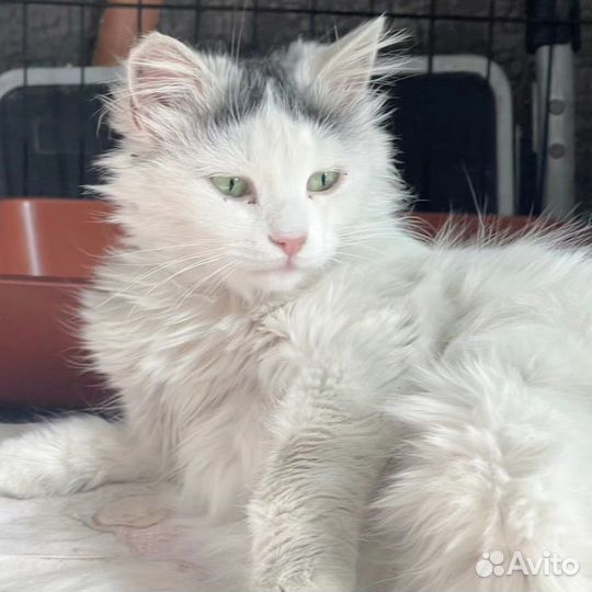 Белая кошечка подросток в добрые руки