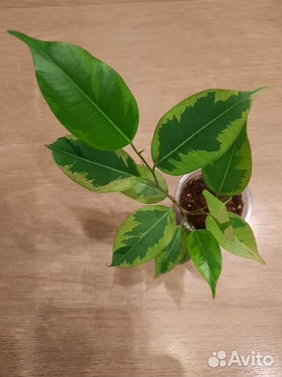 Фикус Кинки и другие сортовые фикусы