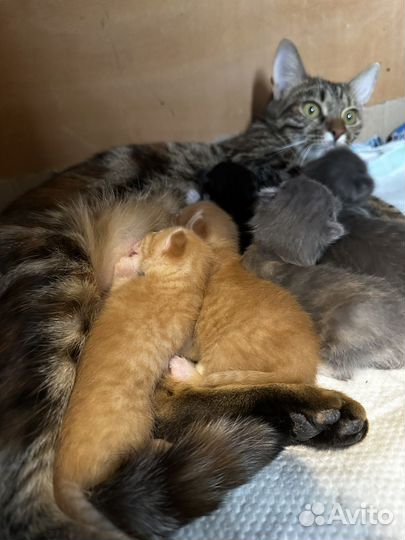 Котята в добрые руки