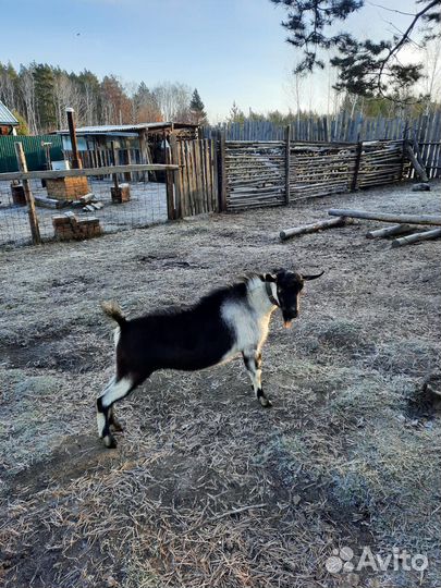 Козел альпийский