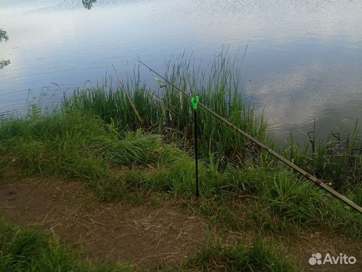 Живая рыба карась