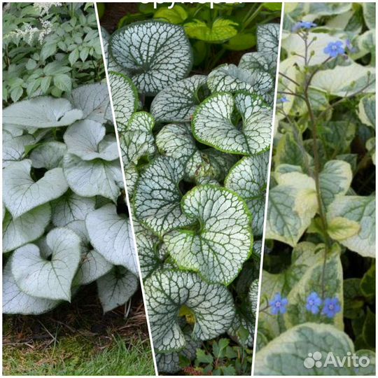 Растения для сада