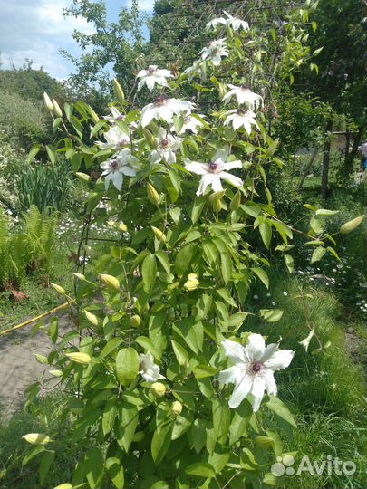 Клематис белый