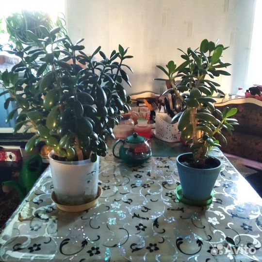 Комнатные растения цветы