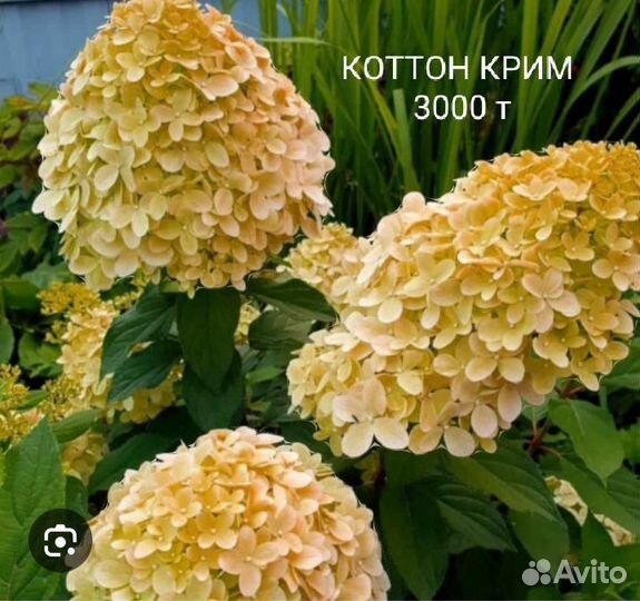 Гортензии