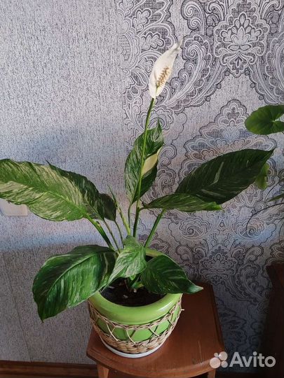 Спатифиллум