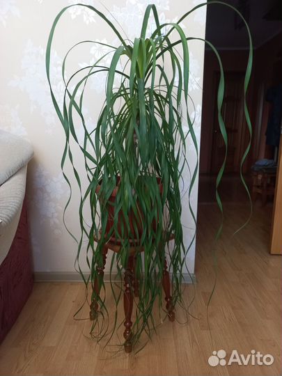 Бокарнея (нолина)