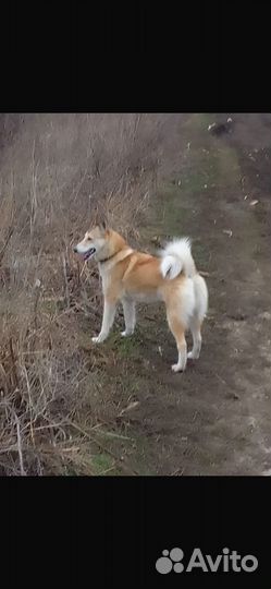 Щенки лайки