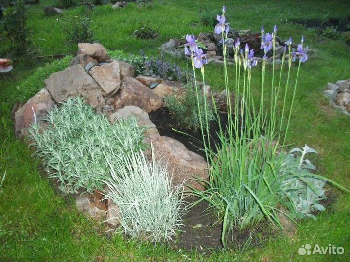 Многолетние цветы и травы для Серебристого сада