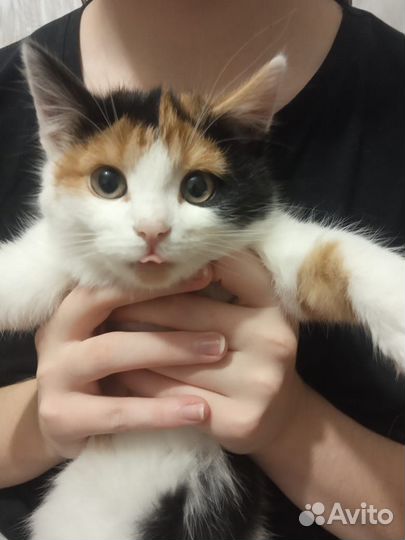 Отдам кошечку 4 мес