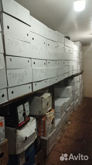 Тюльпаны к 8 марта оптом