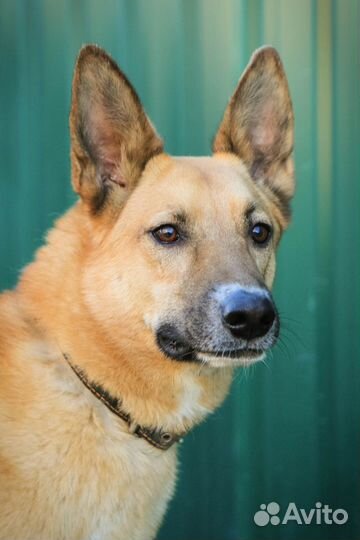 Шикарный пёс в добрые руки