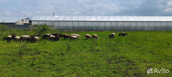 Стадо овец с ягнятами