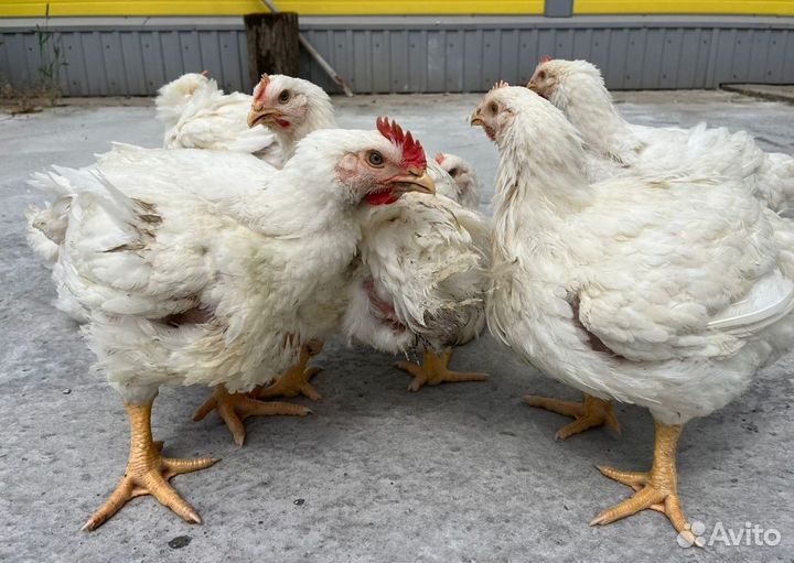 Бройлеры Кобб 500/700 и Росс 308 Желтоногие