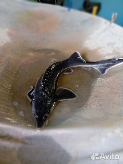 Живая рыба для пруда