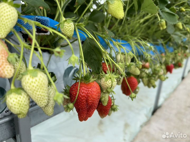 Клубника Свежая Тепличная